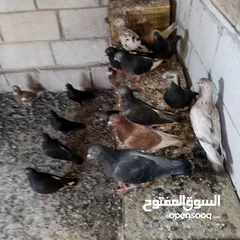  4 يوجد حمام للبيع