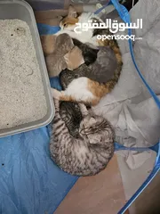  15 قط انثى شيرازي مكس حامل من سكوتش فولد   ماخد جميع المطاعيم البيع بسعر المطعوم فقط