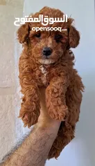  13 toy poodle T_cup now in Jordan اخر انثى توي بودل بجميع الأوراق