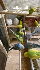  4 طيور حب ( البادجي )