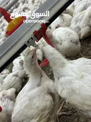  28 تجهيز وبناء مزارع الدواجن المغلقة