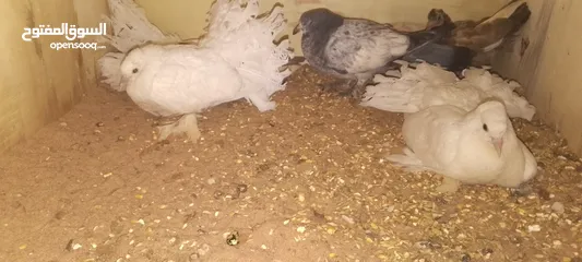  10 حمام  هزاز ابيض
