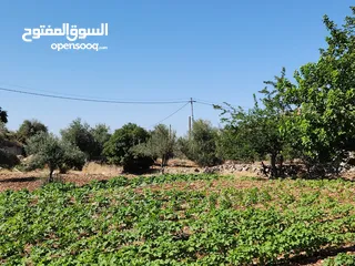  4 ارض للبيع في بدر الجديده 699م في الرباحيه الجنوبيه تبعد عن مسجد الحدائق 7 دقائق