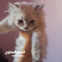  1 تواصل واتساب  " قطط هملايا وسكوتش فولد "