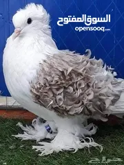  1 مطلوووب ...مطلووووب حمام بلدي