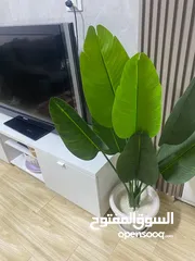  4 اشجار زيينه