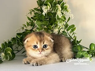  8 اللي يدور ذهب حقيقي  سكوتش جولدن ذكور اقراء الوصف