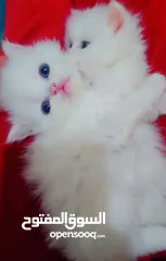 3 Available kittens for sale high quality breed Cats (Silver British breed & Scottish straight breed.)