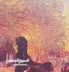  3 تيس نخب اول للبيع