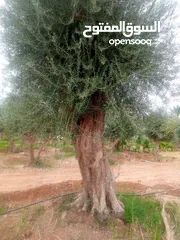  1 اشجار زيتون ونخيل عربي واشنطني