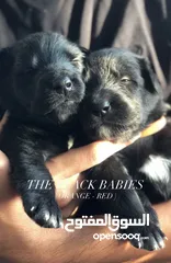  1 جراوي جيرمن شيبرد بلاك جاك  Black german shepherd dogs