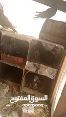  3 فارس.بدري.العتوم
