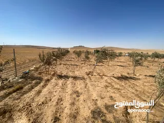  16 مزرعه زيتون