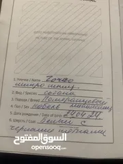  8 كلب للبيع في عمان الجاردنز