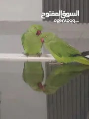  4 ببغاء درارة  هندي كوكو عمر سنة وريكو عمر سنة ونص اليف ولعوب ومدرب وصحتو جيدة جدا ومرح بلعب بالبيت .