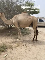  3 بوش سمان فول