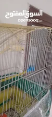  2 عصفور كنار ذكر