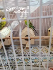  2 Parrot with cage