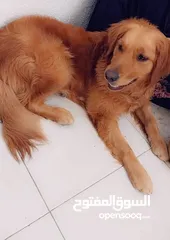  2 كلب أنثى للبيع نوع جولدن