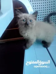  4 قطط عمر شهرين للتبني ،رمادي وأبيض وأسود