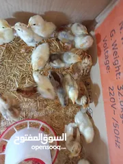  1 افراخ دجاج عرب