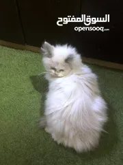  2 فط ذكر حلو شعر كتير طويل 200 شيكل فقط