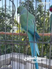  6 ذكرين درة هندي أخضر وتركواز ذكرين درة هندي أخضر وتركواز ذكرين درة هندي أخضر وتركواز