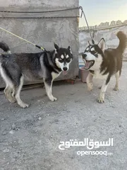  3 هاسكي ذكر و أنثى مع دفاتر تطعيم