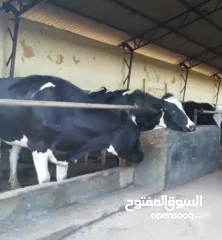  1 حليب بقري طازج