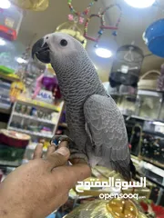  24 ببغاء كاسكو فراخ متكلمة