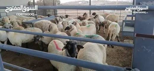  3 خرفان روماني