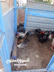  2 دجاج بلدي +خم جاج كبير