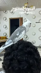  7 كروان على السوم