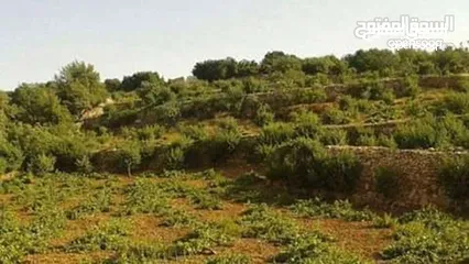  11 مزرعه مثمرهه فواكه مشكله مردود سنوي من 8 إلى 12 الف