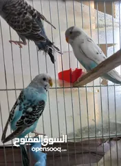  4 طيور حب عدد 6 ..العمر اكثر من 8 شهور.. السعر 23 دينار ... الحبة حجم كبير