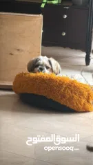  1 ذكر شيتزو عمر سنة تماما للبيع مع كافة اغراضه و بيته مطعم جميع التطعيمات مع دفتر