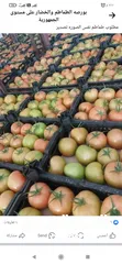  1 طماطم جاهزه للتصدير