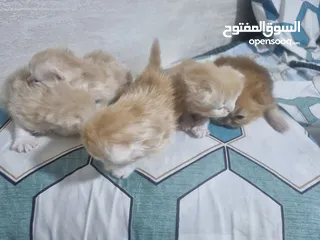  5 قطط  نوع شيرازي الايراني