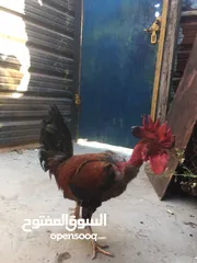  3 دجاجه وديج للبيع