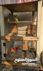  3 4 bugies 2 male 2 female for sale 13bd with big cage. 1 female red eyes..