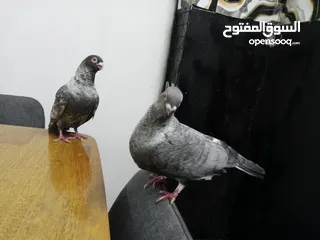 10 جوز قراقطه للبيع معهم فرخ