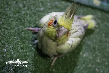  6 فرخ كوكتيل ايزابيل للزق اليدوي