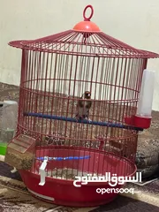  8 للبيع طائر حسون كبيس ولغه