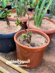  4 الحديقة _ النباتات