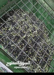  2 زيت زيتون جبلي قطف السنة