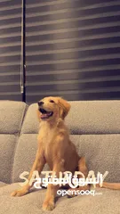  4 كلب جولدن للبيع
