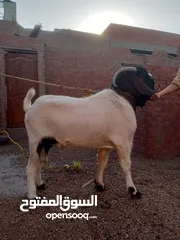  10 جدى طلوقة بور مواصفات جيدة عمر سنتين ونص