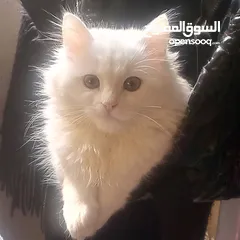  3 انثى شيرازي عمر 3 شهور لعوبة ونضيفة وبتجنن متعودة على اللتر بوكس وبتاكل دراي فود وويت القطه نضيفة