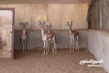  22 غزلان دوماني و فلودير و ريم بلاك بوك