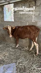  2 أبقار للبيع
